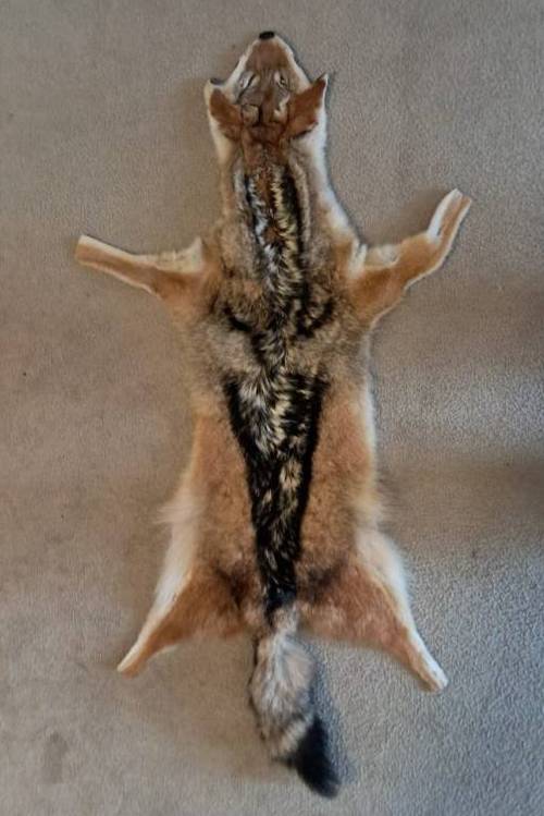 ook closely at the exceptional texture of our ethically sourced African jackal pelts. Professionally dressed and tanned, these skins offer magnificent luster and durability for luxury accents. Close-up view of the dense, soft winter fur and striking silver-black spine markings of a professionally tanned jackal pelt